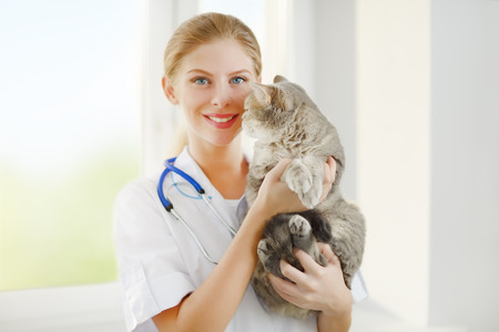 Veterinarian with a scottish cat. light backgroundの写真素材