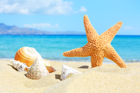 Summer beach with starfish and shells. background seaの写真素材