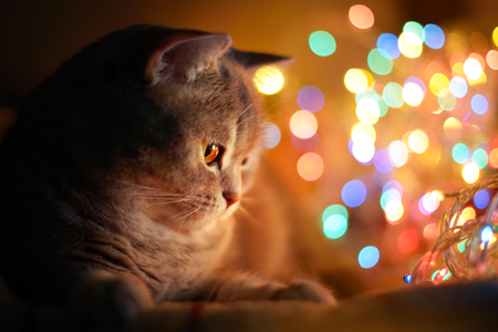 Cat and Christmas lights. Scottish Straightの写真素材