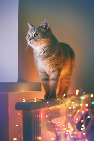 Cat and Christmas lights. Scottish Straightの写真素材
