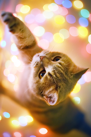 Cat and Christmas lights. Scottish Straight
の写真素材