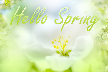 Hello spring text. Flower closeupの写真素材