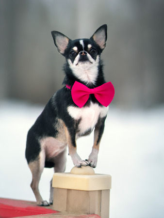 Chihuahua dog. Outdoorの写真素材