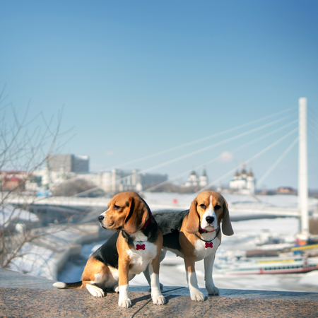 Two Beagle Dogs. Outdoorの写真素材