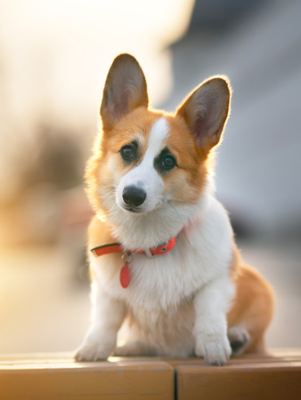 Pembroke Welsh Corgi outdoorsの写真素材