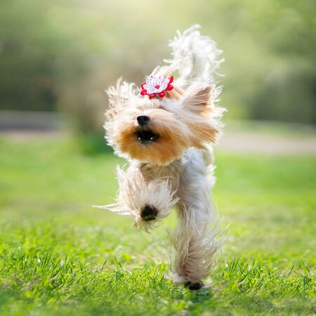 Yorkshire Terrier. One dog in springの写真素材