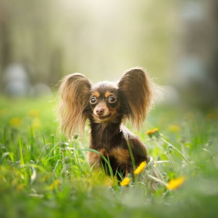 Russian Toy Terrier Dog Long Haired Outdoor Royalty Free Images