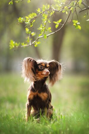 Russian Toy Terrier Dog Long Haired. Outdoorの写真素材