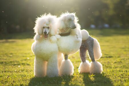 Portrait of White Big Royal Poodle Dog. Outdoorの写真素材