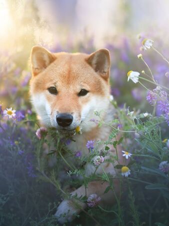 Shiba Inu dog outdoorの写真素材