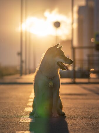 Shiba Inu dog outdoorの写真素材