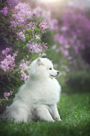 White samoyed outdoors. Blooming lilacの写真素材