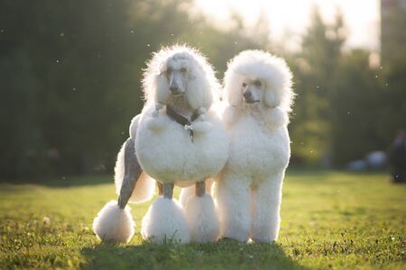 Portrait of White Big Royal Poodle Dog. Outdoorの写真素材
