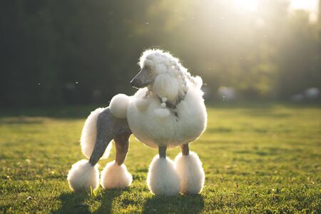 Portrait of White Big Royal Poodle Dog. Outdoorの写真素材
