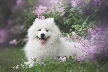 White samoyed outdoors. Blooming lilacの写真素材