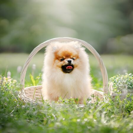 Pomeranian Spitz puppy, outdoors. Summer timeの写真素材