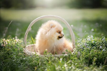 Pomeranian Spitz puppy, outdoors. Summer timeの写真素材
