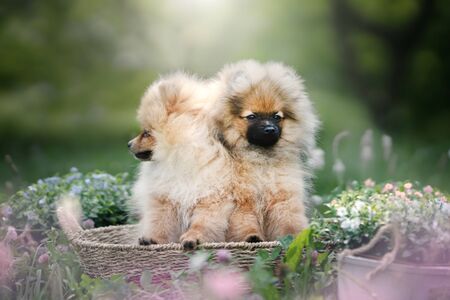 Pomeranian Spitz puppies, outdoors. Summer timeの写真素材