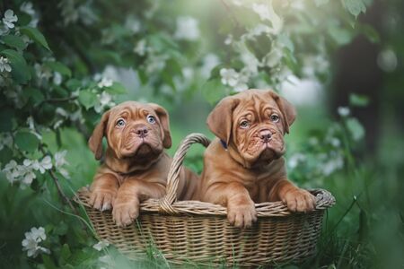 Puppies dogue de bordeaux outdoorsの写真素材