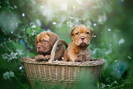 Puppies dogue de bordeaux outdoorsの写真素材