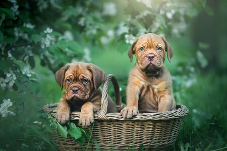 Puppies dogue de bordeaux outdoorsの写真素材