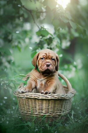 Puppy dogue de bordeaux outdoorの写真素材