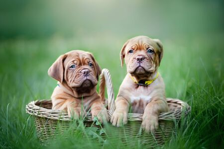 Puppies dogue de bordeaux outdoorsの写真素材