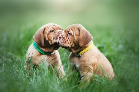Puppies dogue de bordeaux outdoorsの写真素材
