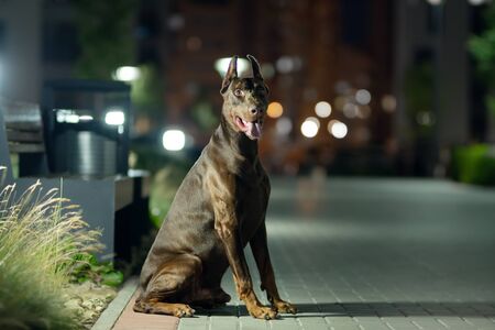 Doberman dog in the night cityの写真素材
