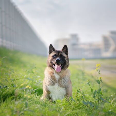 American Akita. Urban landscapeの写真素材