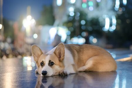 Welsh Corgi Pembroke. Night cityの写真素材