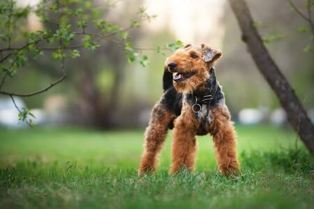 Welsh terrier outdoors. Active dogの写真素材
