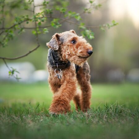 Welsh terrier outdoors. Active dogの写真素材