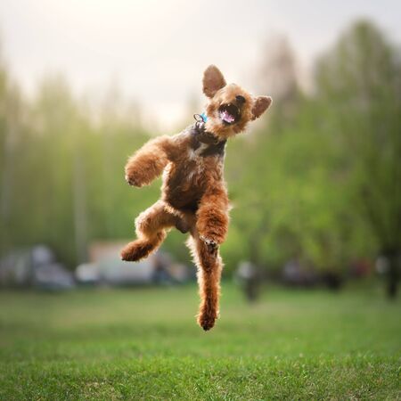 Welsh terrier outdoors. Active dog