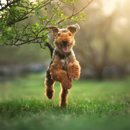 Welsh terrier outdoors. Active dogの写真素材