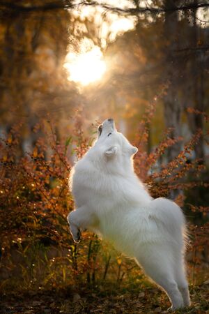 Samoyed in the autumn park. Autumn dogの写真素材