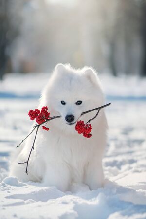 Samoyed Dog  in winter. Big dogの写真素材