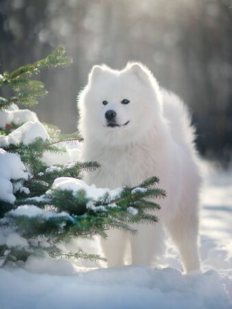Samoyed Dog  in winter. Big dogの写真素材
