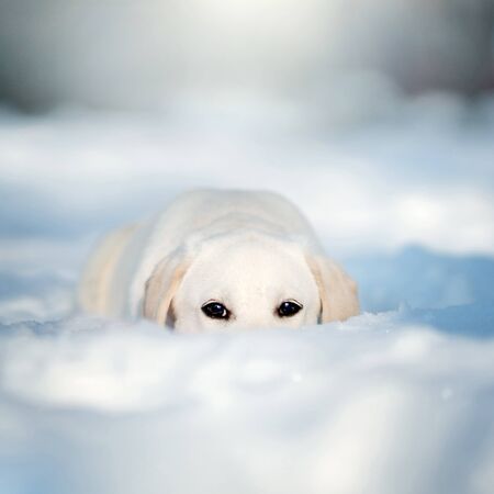 Labrador puppy dog in winter. Outdoorの写真素材