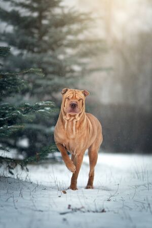 Chinese Shar-Pei Dog In Winterの写真素材