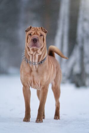 Chinese Shar-Pei Dog In Winterの写真素材