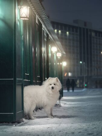 Samoyed dog in evening cityの写真素材