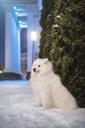 Samoyed dog in evening cityの写真素材