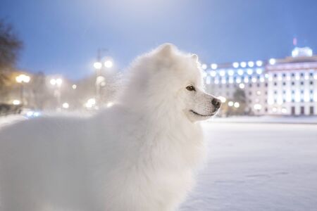 Samoyed dog in evening cityの写真素材