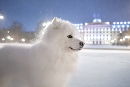 Samoyed dog in evening cityの写真素材