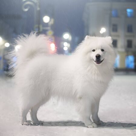 Samoyed dog in evening cityの写真素材