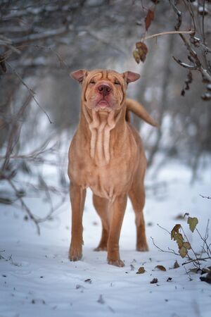 Chinese Shar-Pei Dog In Winterの写真素材