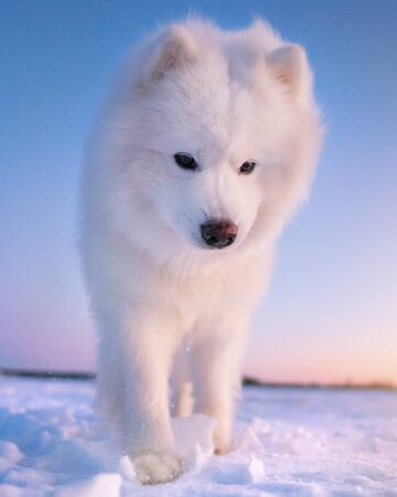 Samoyed dog. Sunset in the fieldの写真素材