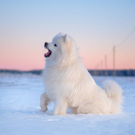Samoyed dog. Sunset in the fieldの写真素材