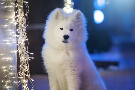 Samoyed puppy and Christmas lightsの写真素材